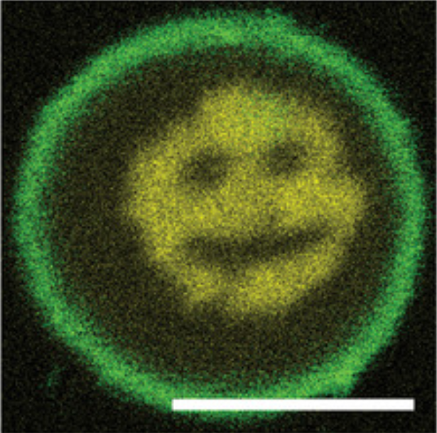 Happy DNA Day everyone!! Keep smiling. Image: Laser printing of DNA hydrogels onlinelibrary.wiley.com/doi/full/10.10… by @ToWalther.