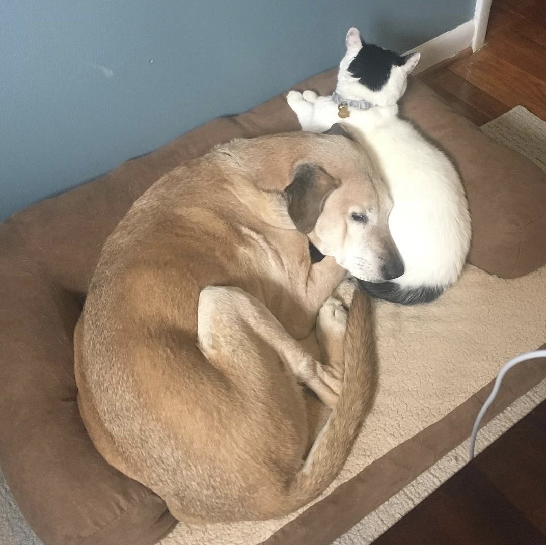 onthenosecomms's tweet photo. Great tips for making your home safer and more comfy for your senior dog! (cats as pillows not included, but a good suggestion too 😜) https://t.co/FaHfW4F16W Thank you @melaniedgkaplan and @washingtonpost! https://t.co/i53mRO95zF