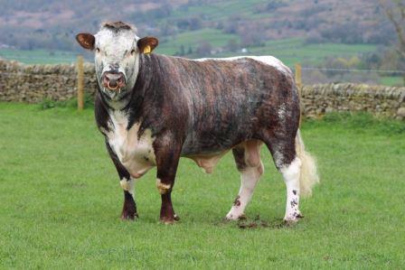 Two bulls have recently been added to the 'bulls for sale' section of website, Blackbrook Grandee and Wheatlands Victory. Both are fully registered with the Society and ready for new homes.  Perfect timing for spring &amp; early summer calving herds. 
longhorncattlesociety.com/buy-and-sell/b…