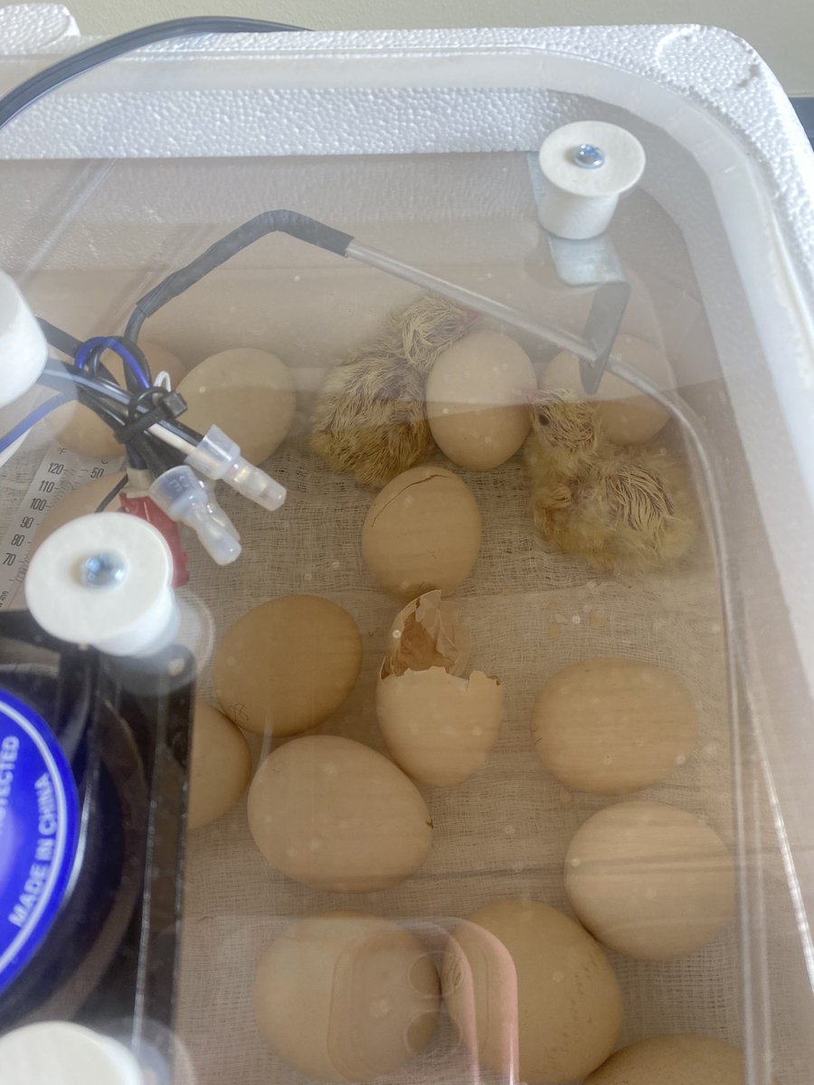 Laura Turngren tweet media