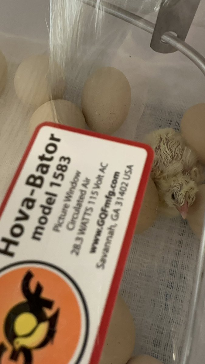 Laura Turngren tweet media