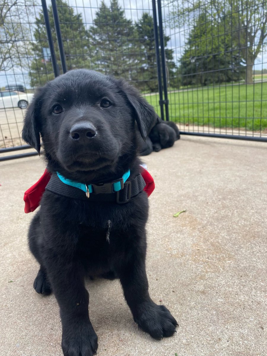 PGIdogs's tweet photo. Here is a little speak peak of our new puppy! Any guesses on his name? ❤️🐾
#servicesdogsintraining #pgidogs #dogs #servicedogs #servicedogsofinstagram #dogsofpeoria #pgi https://t.co/GZxscJFmqv