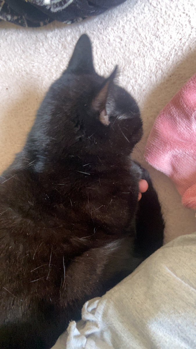 babscrushin's tweet photo. after a longgg weekend of being an awesome good luck charm, cookie is exhausted! https://t.co/toxwGjLmoS