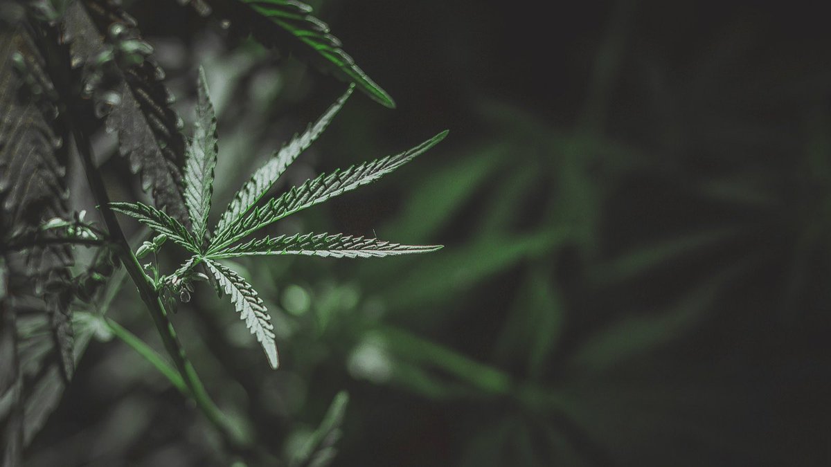 Unlocking the potential of hemp science could revolutionize multiple industries, from healthcare to construction. With its sustainable properties and diverse applications, hemp is proving to be a game-changer in the world of science. 🌿#hemp #innovation #sustainability #kanndela