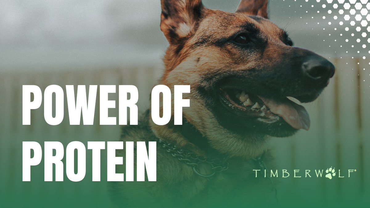 Timberwolfpet_'s tweet image. Did you know that working breeds need up to 30% more protein in their diets than non-working dogs? #dognutrition