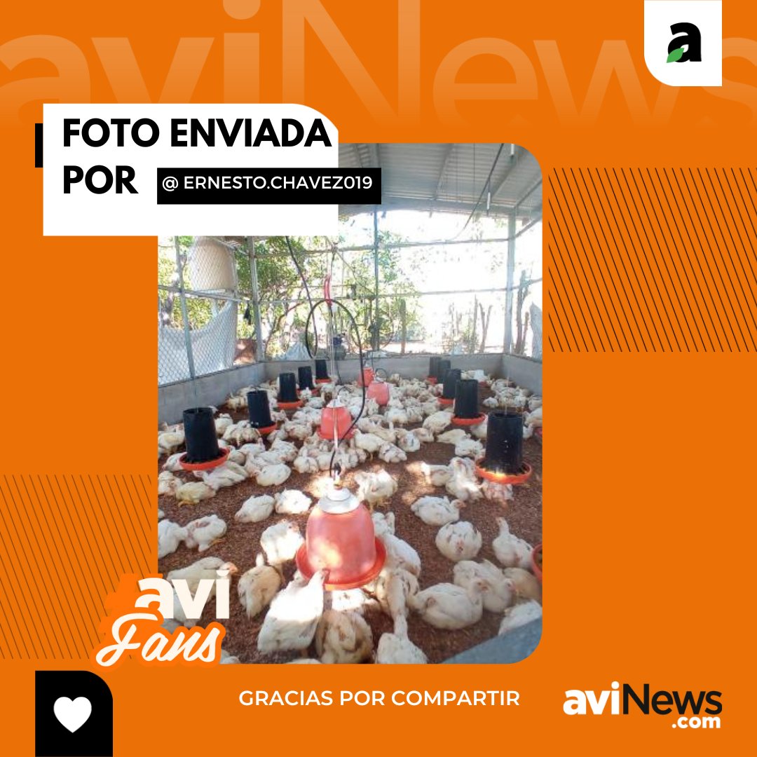 aviNews_Latam's tweet photo. 🤩Muchas gracias a todos los aviFans que nos enviáis fotos y videos cada día, compartís con todos nosotros vuestra pasión por la #avicultura. 🙌🏼
🥚En esta ocasión, @ ernestochavez019 nos comparte su foto de pollos de engorde, raza Ross de 35 días de edad.
#avifans #POLLOS https://t.co/PcLEfkxV1O