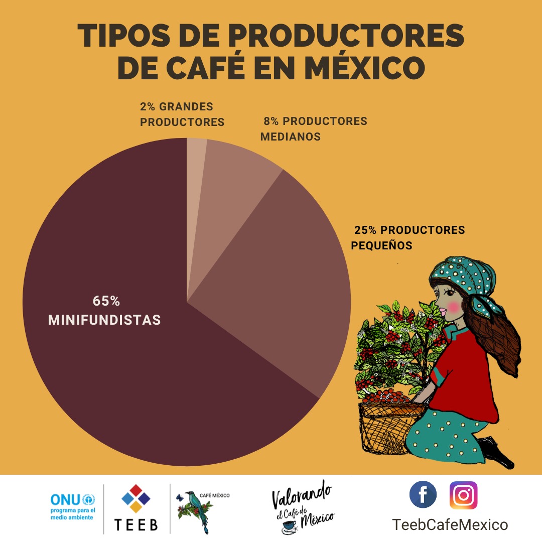 teebcafemexico's tweet photo. Para analizar cómo se estructura la producción de café en México, en TEEB AgriFood reconocemos a diferentes tipos de productores según sus características socioeconómicas, tecnológicas, organizativas, ambientales, entre otras.
#cafeticultura #productoresdecafe #cafemexicano https://t.co/d9v5mVju5U