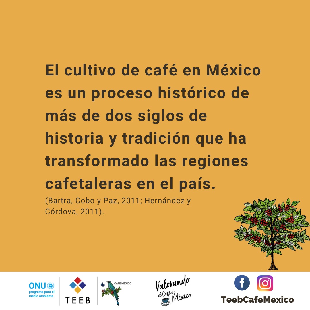 teebcafemexico's tweet photo. Para analizar cómo se estructura la producción de café en México, en TEEB AgriFood reconocemos a diferentes tipos de productores según sus características socioeconómicas, tecnológicas, organizativas, ambientales, entre otras.
#cafeticultura #productoresdecafe #cafemexicano https://t.co/d9v5mVju5U