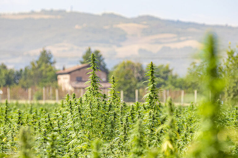 CBDAlchemy_'s tweet photo. 🌿 CBD Alchemy's CBD oil is top-notch, made from premium Italian hemp! 🇮🇹

Learn why it's among the best in our blog post.

https://t.co/orwuog7JbK 👈

#CBDAlchemy #ItalianHemp #NaturalProducts #QualityMatters https://t.co/iIBxorHmlz