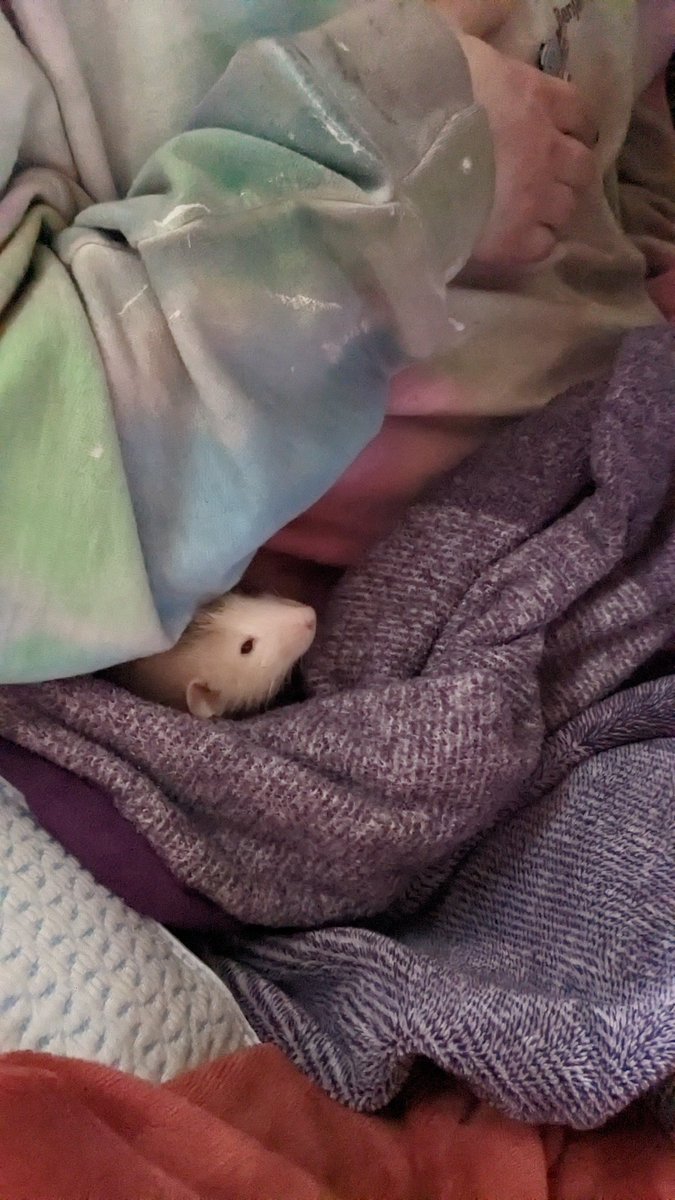 Anthemrig1's tweet photo. Look at my happy little guy so comfy cozy ✨
#rat https://t.co/dCxn0OThek