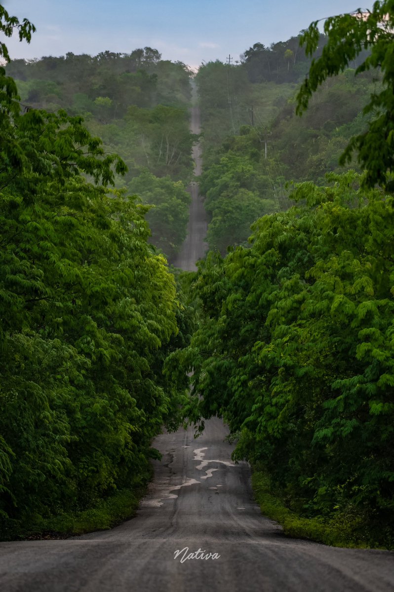 nativasoy's tweet photo. Los caminos de Calakmul
@CampecheTravel 
@NikonMX https://t.co/rP7ew36o5s