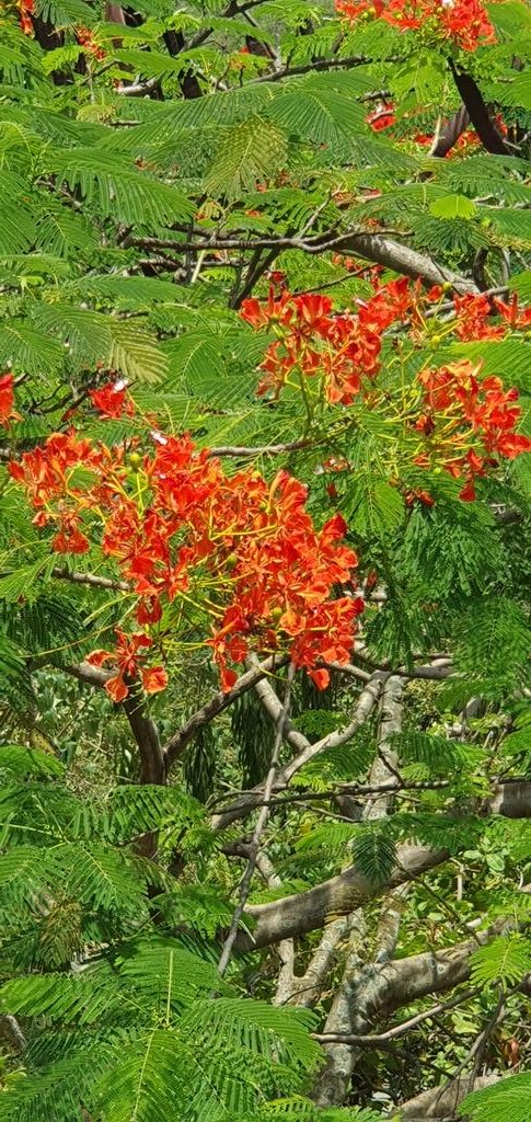 AnnettInes's tweet photo. This flamboyant tree (Flammenbaum) I can see from my office in Abuja. It cheers me up and brightens my day. 
@fmenvforestryng 
@GERinNigeria 
@GermanyInAfrica
#safetrees #environment https://t.co/a9iMvqC2ib