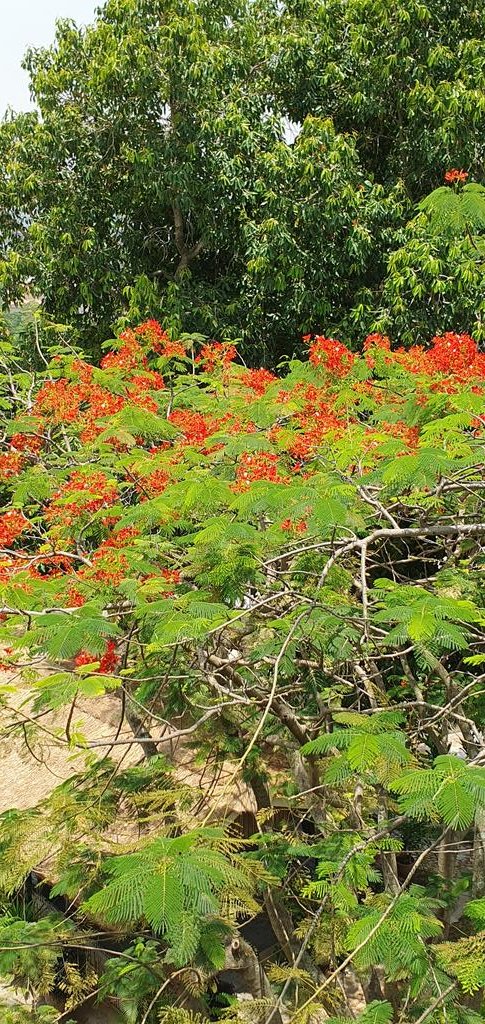 AnnettInes's tweet photo. This flamboyant tree (Flammenbaum) I can see from my office in Abuja. It cheers me up and brightens my day. 
@fmenvforestryng 
@GERinNigeria 
@GermanyInAfrica
#safetrees #environment https://t.co/a9iMvqC2ib