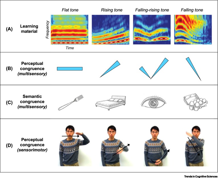 briansmathias's tweet photo. Enjoyed writing this review with @kvonkriegstein! We unify theories from neuroscience/psychology, computational modeling, and education that explain why complementary sensory/motor information can enhance learning - from reading to mathematics and music: https://t.co/lEux1WyRwL https://t.co/CtTYy3hD03