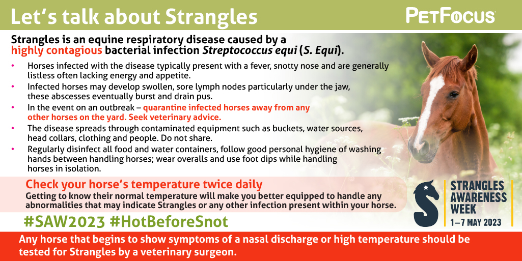 PetFocusOnline's tweet image. During Strangles Awareness Week, horse owners are encouraged to take part in the #TempCheckChallenge #SAW2023 #HotBeforeSnot