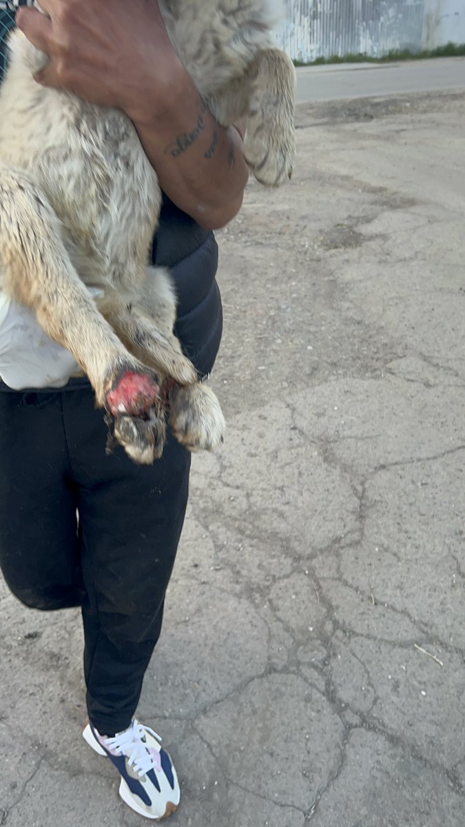 sos_arms's tweet photo. Cruelty &amp;Poverty seems to be best friends ...
#Romania and animals... https://t.co/HTwJvdemlW
