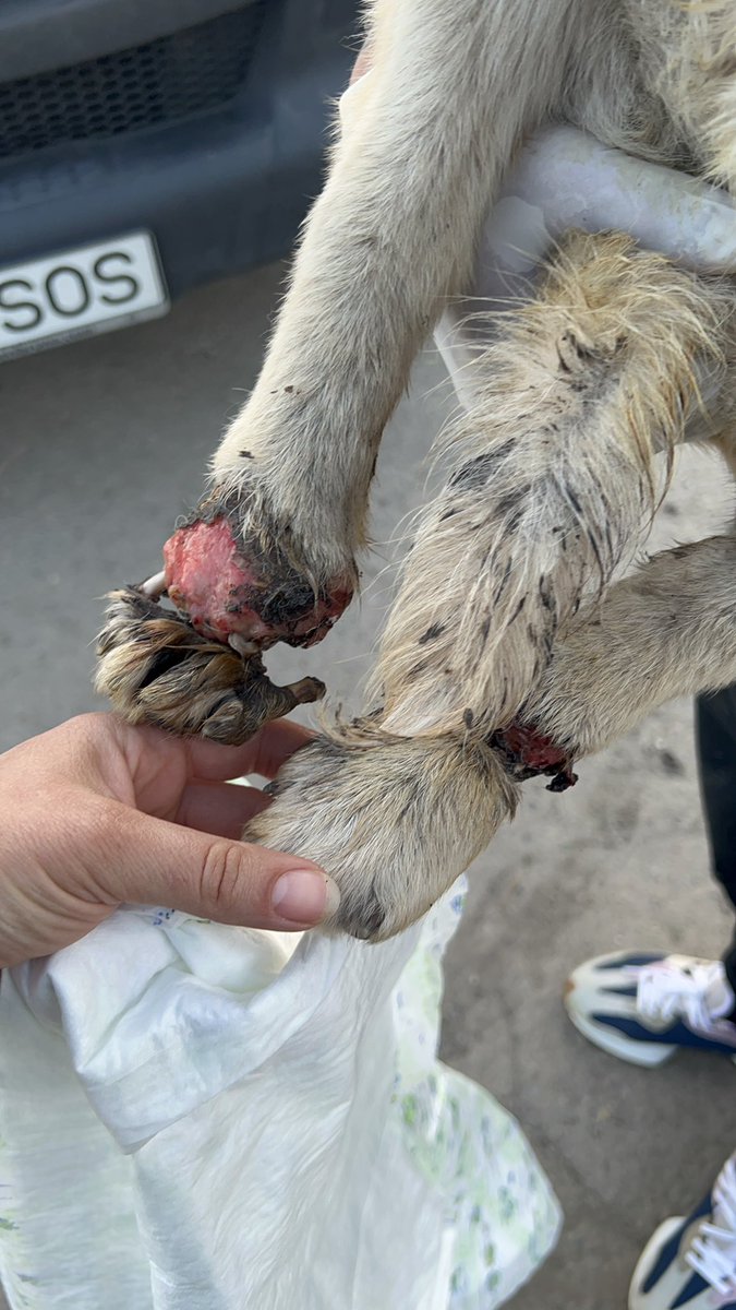 sos_arms's tweet photo. Cruelty &amp;Poverty seems to be best friends ...
#Romania and animals... https://t.co/HTwJvdemlW