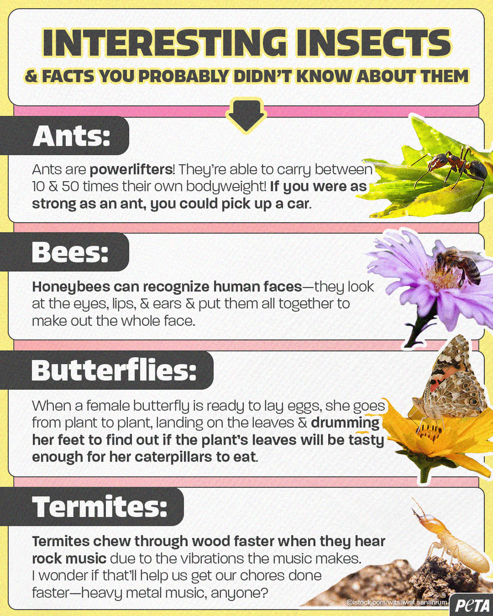 peta's tweet photo. These little animals are always roaming or buzzing around nearby 🐝 https://t.co/3QQGRyXlrN