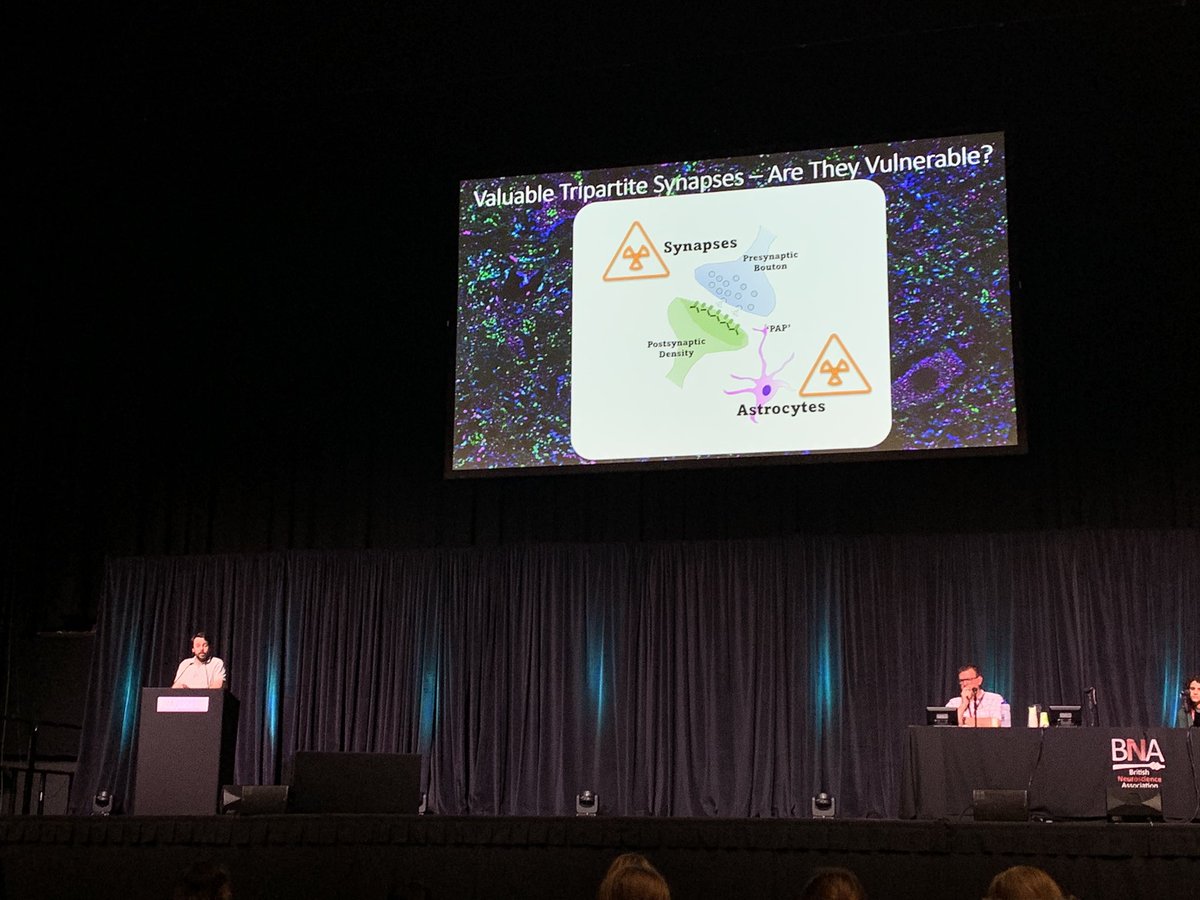 Enjoyed a great talk by @MatthewBroadhe6 at #BNA2023 describing his work on tripartite synapse vulnerability in ALS/MND. Thanks to @mndassoc and @EuansCentre for support.