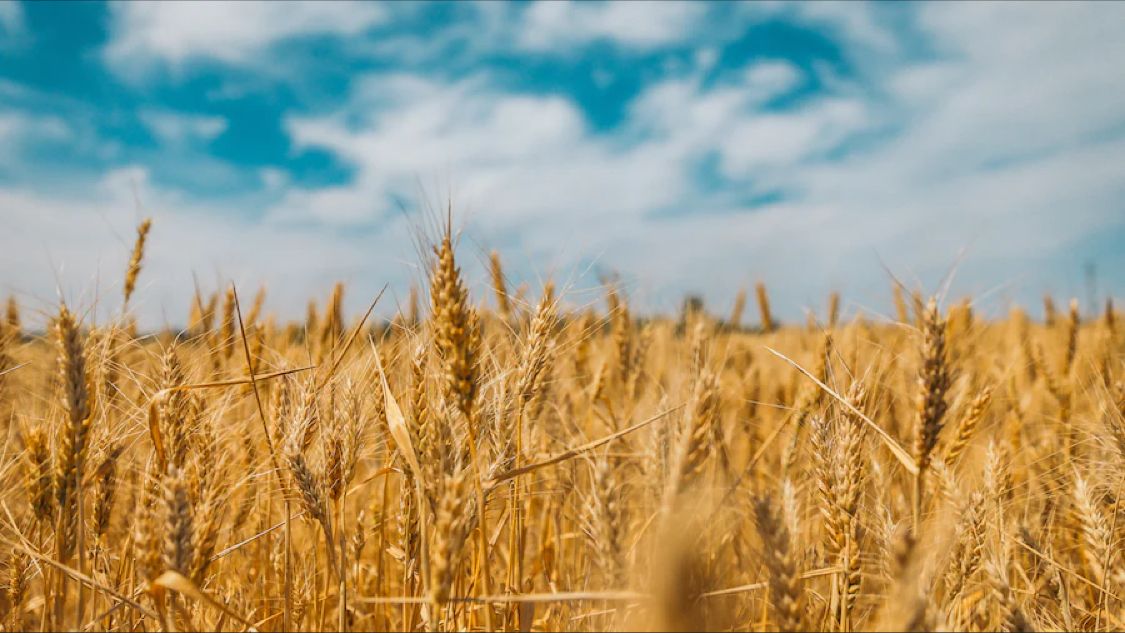 QuantonComm's tweet image. To ensure that food supplies are available for future generations, Quanton puts sustainability at the top of agricultural trading practices. We must be able to meet the growing demand in a sustainable and environmentally friendly fashion. #sustainability #food #oatt