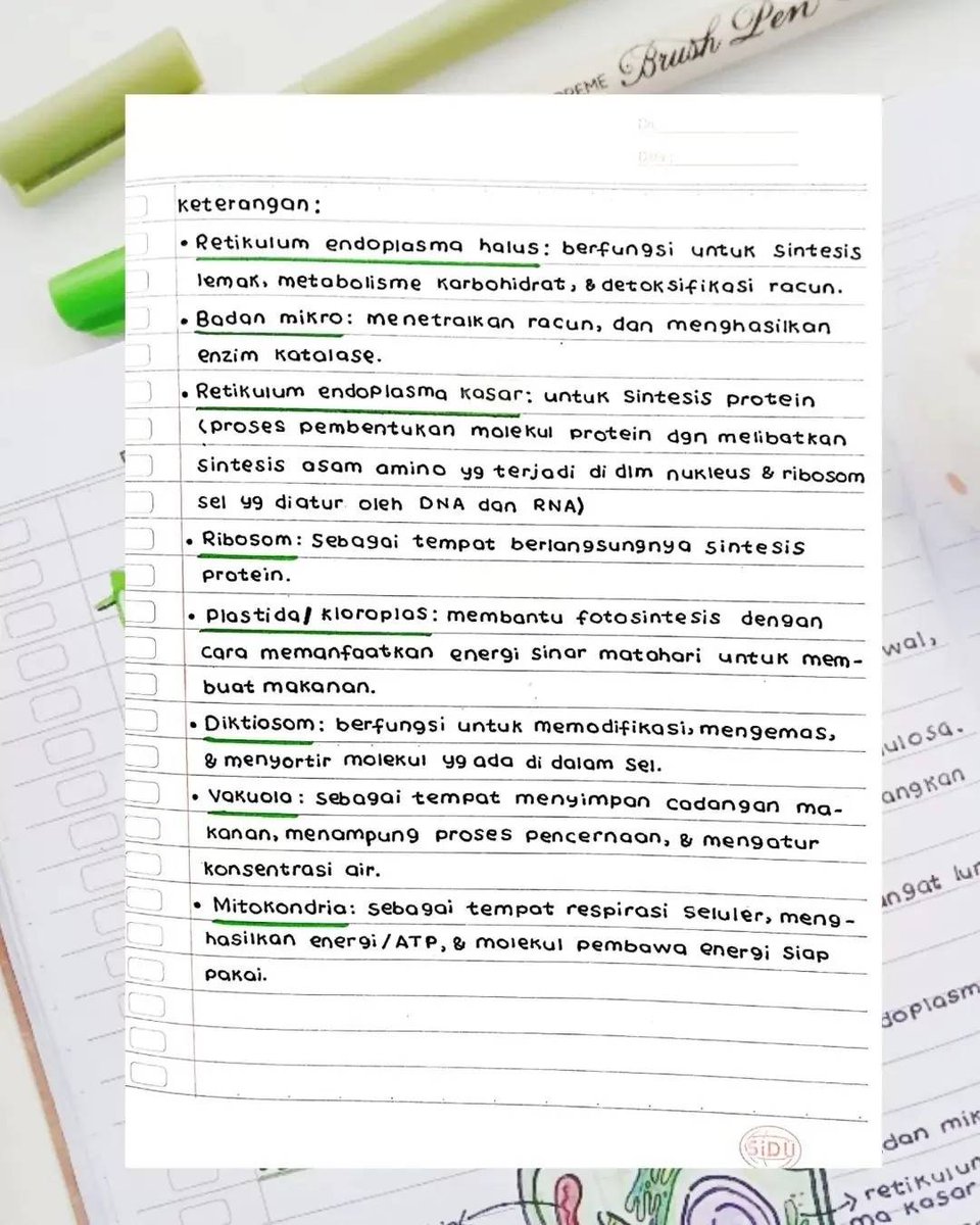 [Sel Tumbuhan]
Author: ivis_lettering
Kelas: 7
clearnotebooks.com/id/notebooks/2…
#Clearnote #studytwt