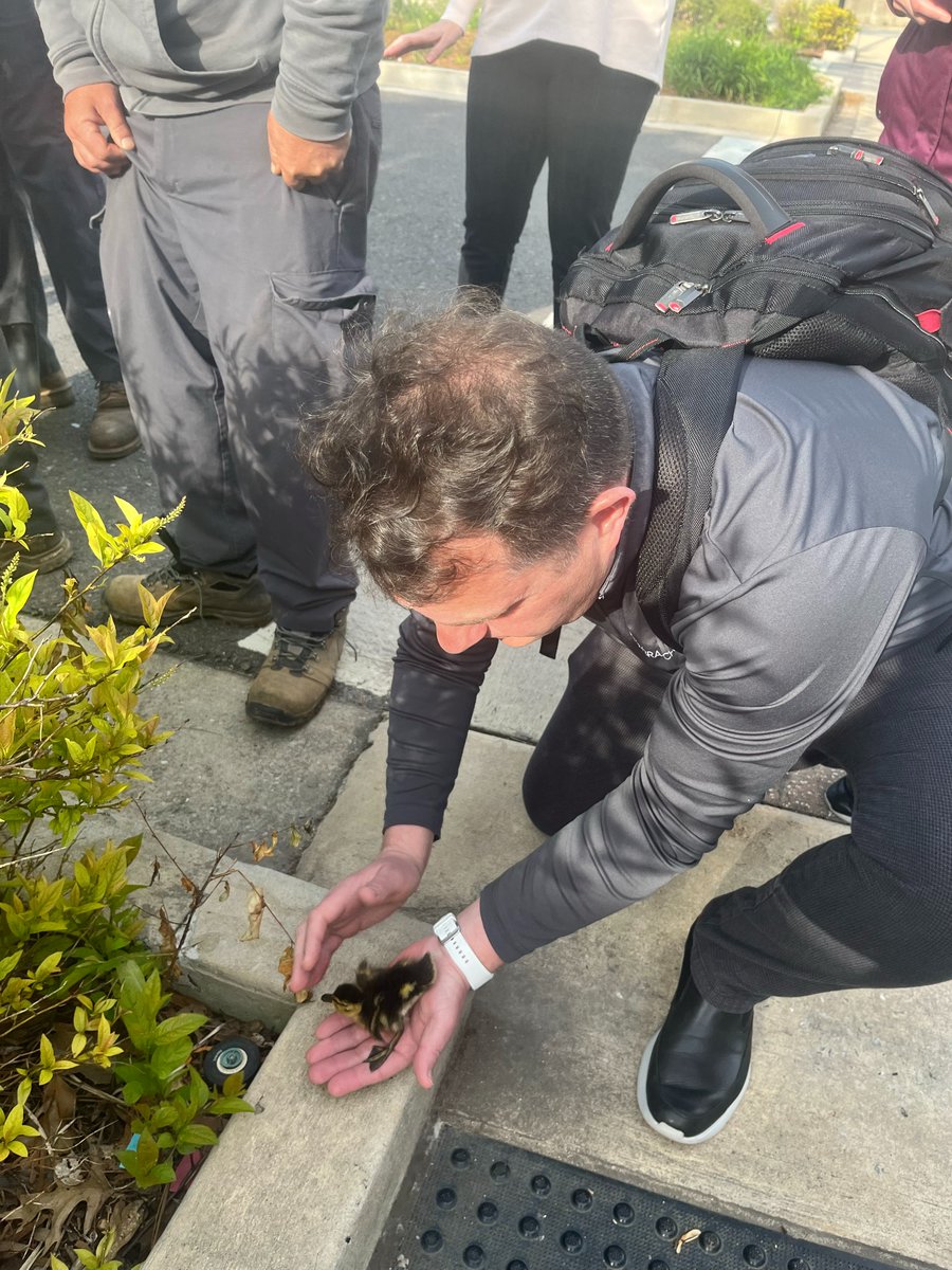 Another ADPR morning as we work to save five ducklings from the storm drain on campus. Mother duck was worried, but it was a team effort of facilities, cci, and faculty to reunite the family.

#knoxville