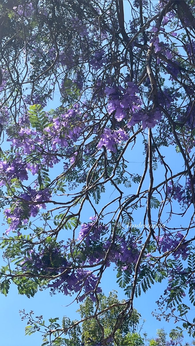 Beautiful morning under my blue jacaranda tree. #BlueTwitter #TuesdayBlue #nature