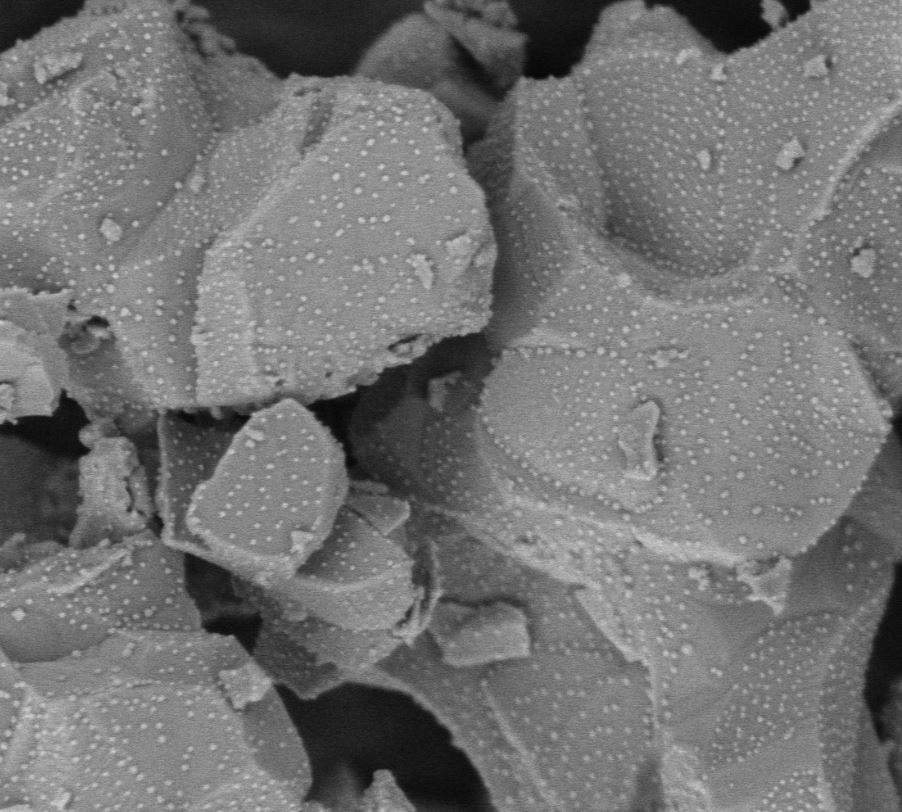 sanazsoodi's tweet photo. My amazing SEM images... 
Can't wait to share the results with you. 
Thanks to the @RoyceInstitute for great support.

@kelly_kousi , @DrMelisDuyar , Loukia Merkouri https://t.co/dVA4j8hrUh