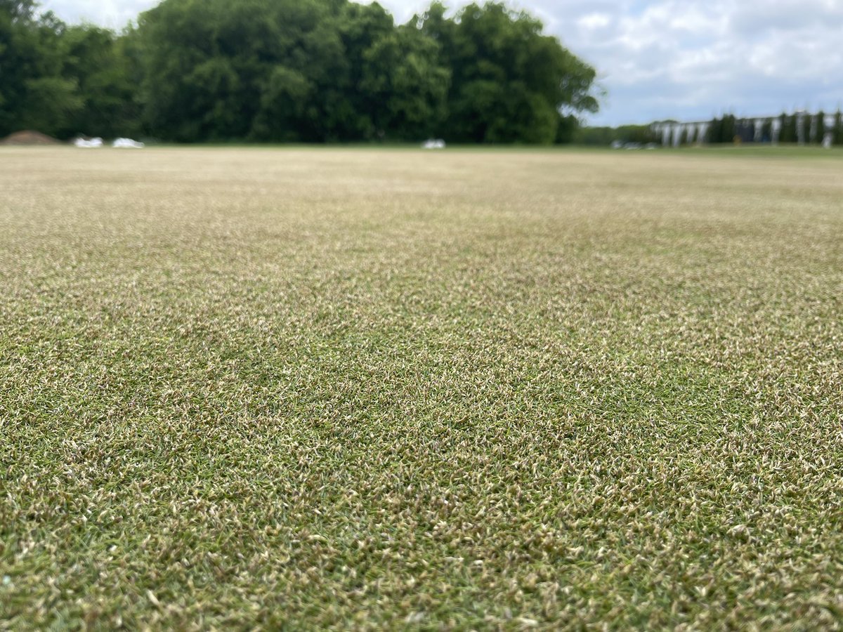 It’s that time of the year when zoysias are flowering in Dallas. It’s a blessing (in seed yield trials) and a curse (on putting green)!