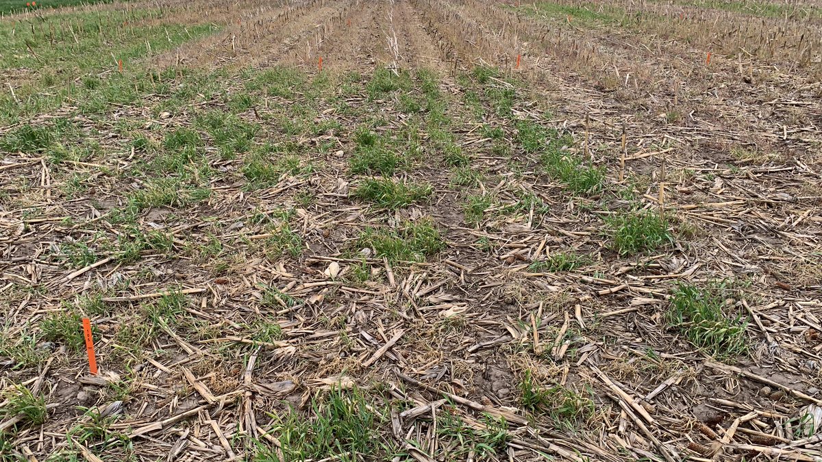 ILWMTechDev's tweet photo. Impact of various tankmixes with Powermax 3 on cereal rye burndown 10 dat. Pretty good example of antagonism in any burndown plots with metribuzin included. https://t.co/dxTKGyfJKe