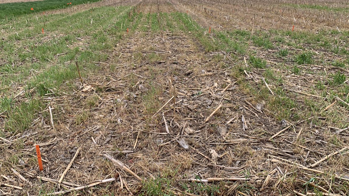 ILWMTechDev's tweet photo. Impact of various tankmixes with Powermax 3 on cereal rye burndown 10 dat. Pretty good example of antagonism in any burndown plots with metribuzin included. https://t.co/dxTKGyfJKe