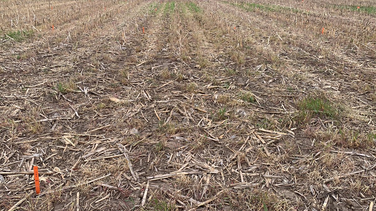 ILWMTechDev's tweet photo. Impact of various tankmixes with Powermax 3 on cereal rye burndown 10 dat. Pretty good example of antagonism in any burndown plots with metribuzin included. https://t.co/dxTKGyfJKe