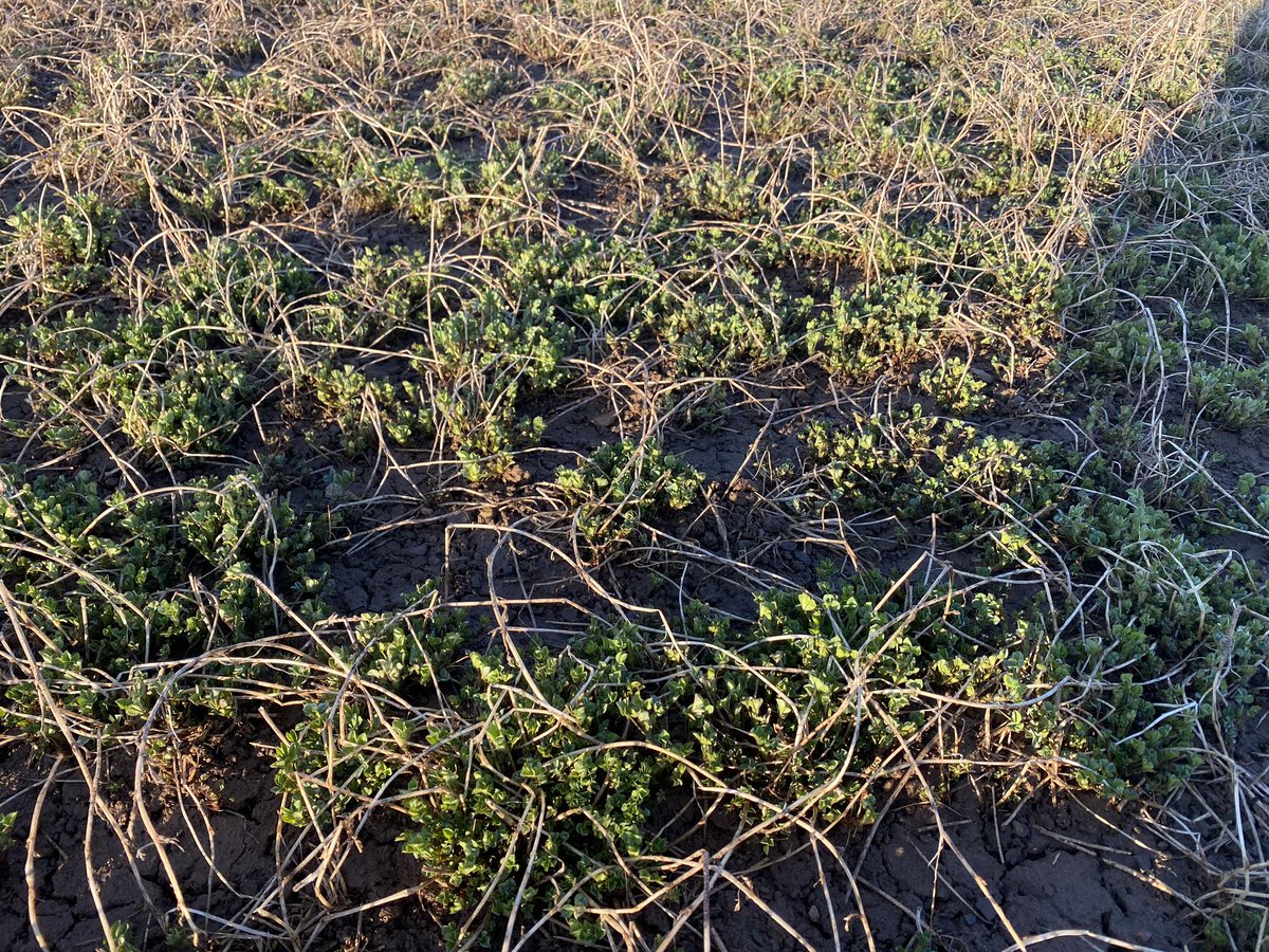As alfalfa fields have broken dormancy and are greening up, it is time to check your fields for winterkill or winter injury. “Check Alfalfa Stands For Winterkill &amp; Winter Injury“ is posted on the Quality Seeds Blog at qualityseeds.ca/post/check-alf….
Let us know what you are seeing!