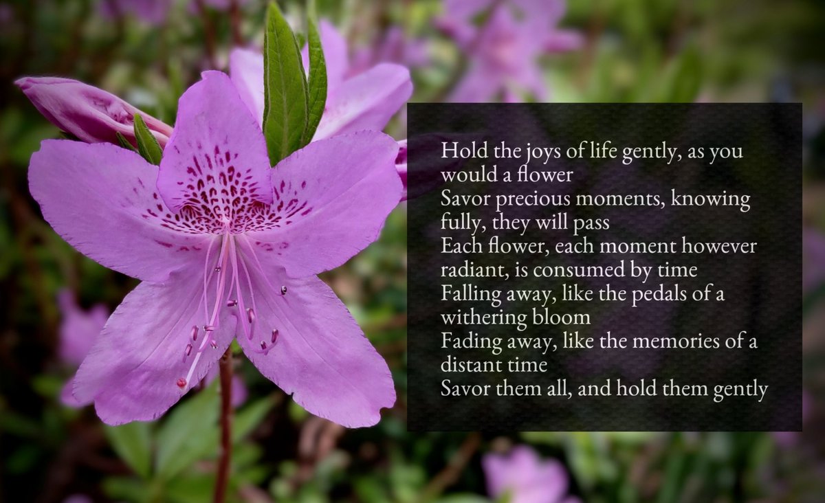 KeithFederman's tweet photo. Savor them and hold them gently.
#impermanence https://t.co/NfuRQH1f7I
