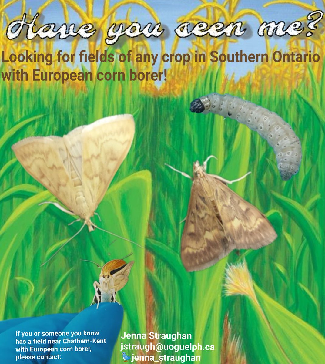 Know any #farmers in Southern #Ontario with European corn borer?🤔

If #ECB was active in your #FieldCrop last year, we want to talk to YOU!

For more info, see 🧵below and contact me.

#OntAg #CdnAg #AgTwitter #IPM #cornborer
@OntarioFarms @OMAFRA @Jocelynlsmith @TraceyBaute