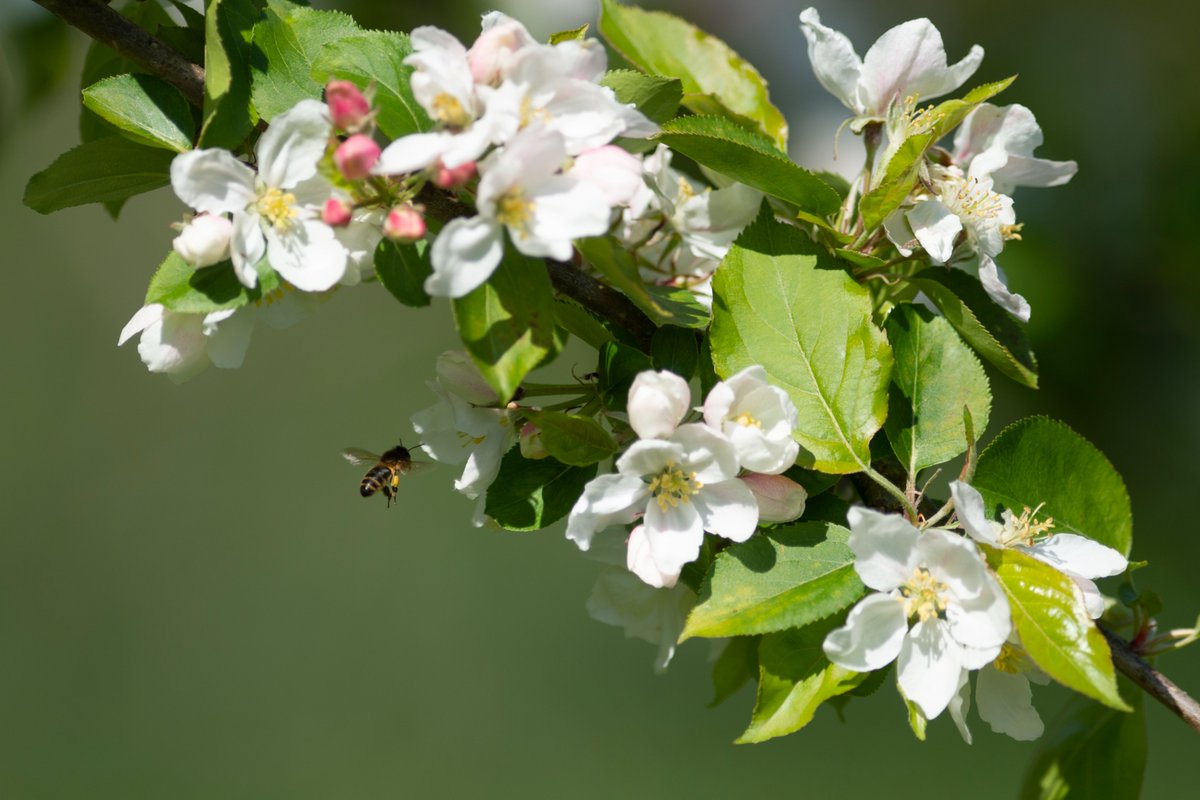Bee-autiful blossom 🌸🐝

Head to our website to find out more about all the amazing blossom events taking place at Cotehele and along the GWR Tamar Valley line from Plymouth to Gunnislake this week!

Photo by Steve Haywood

#BlossomWatch #FestivalOfBlossom