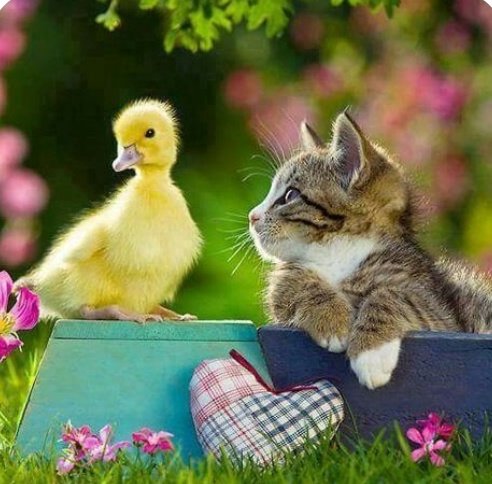 ruben_corella's tweet photo. #pets #duck #yellowduck #pato #patito #patoamarillo #cat #caturday #duckslover #catslover #catlovers #kitten #gat #anec #gatito #neko #chat #Animalitos https://t.co/6CqJ03invw