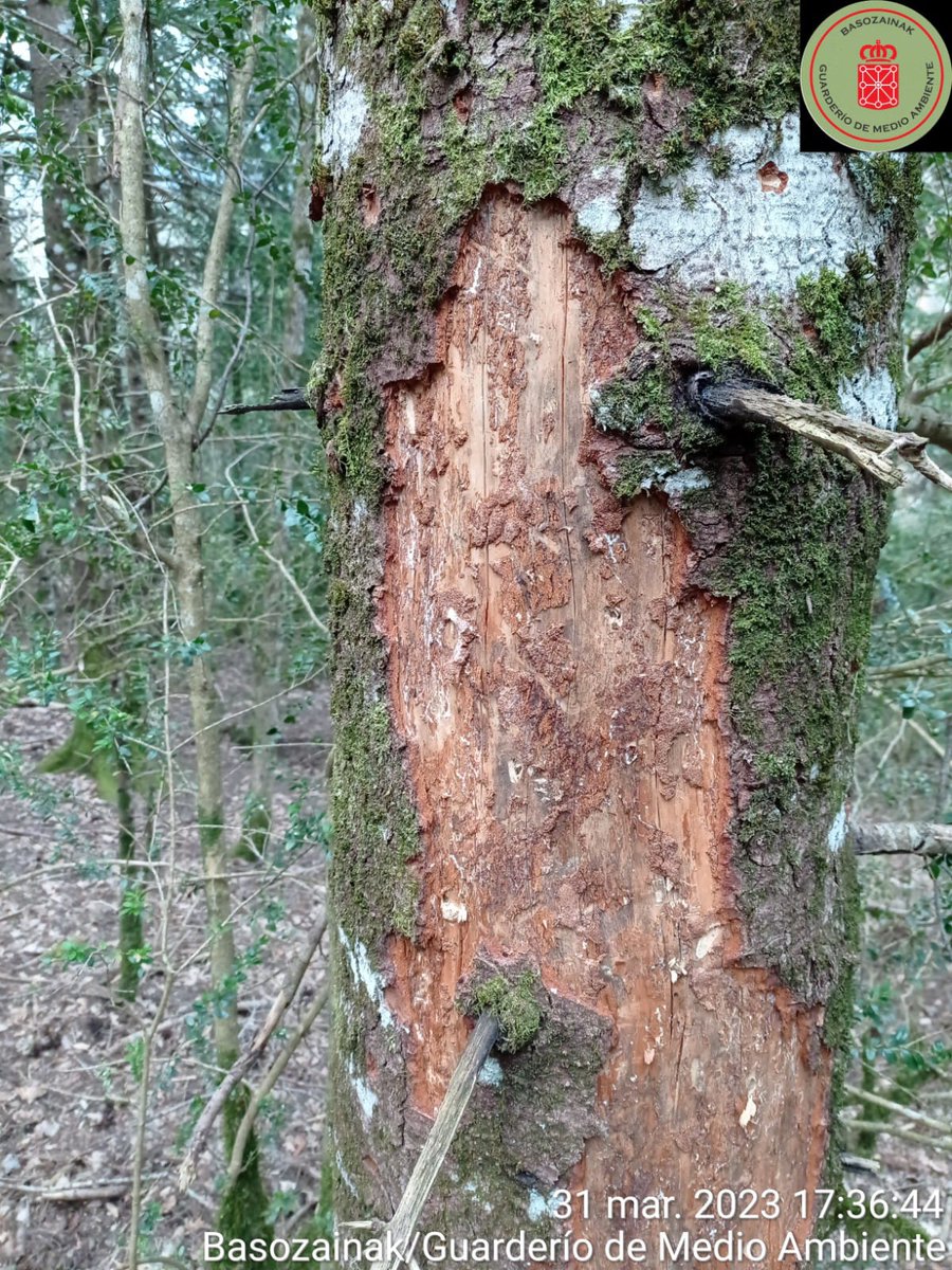 Guardas_na's tweet photo. #Okil beltzaren (Dryocopus martius) lanak izeietan. Snag oso landuak eta berriki hildako izeien azal kentzea. Zuhaitz hauetan intsektu saproxilikoak bilatzen dituzte. Mendiaren markazioan zuhaitz hauek babesten dira #biodibertsitatea bermatzeko. https://t.co/SFpL3dwKi0