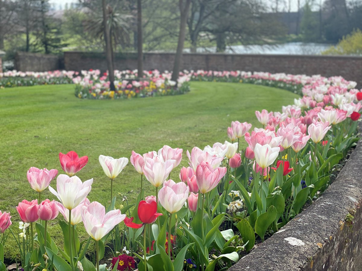 Tulip Mania!

<a href="/VisitWestDorset/">Visit West Dorset</a> <a href="/VisitSherborne/">VisitSherborne</a> <a href="/VisitDorset/">Visit Dorset</a> <a href="/The_RHS/">The RHS</a> <a href="/BestofDorset/">Best of Dorset</a>