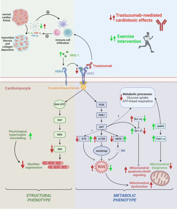 Excellent review of the use of #exercise as a treatment indicated in #trastuzumab #cardiotoxicity for its #cardioprotective effects against LVEF reductions and heart failure.
<a href="/CardioOncology/">Javid Moslehi</a> @Dr_NJRodriguez <a href="/nataliagandur/">Dra. María Natalia Gandur Quiroga</a> <a href="/NicoleRossiOnco/">Nicole Rossi MD Oncologist</a> 
…rdiooncologyjournal.biomedcentral.com/articles/10.11…