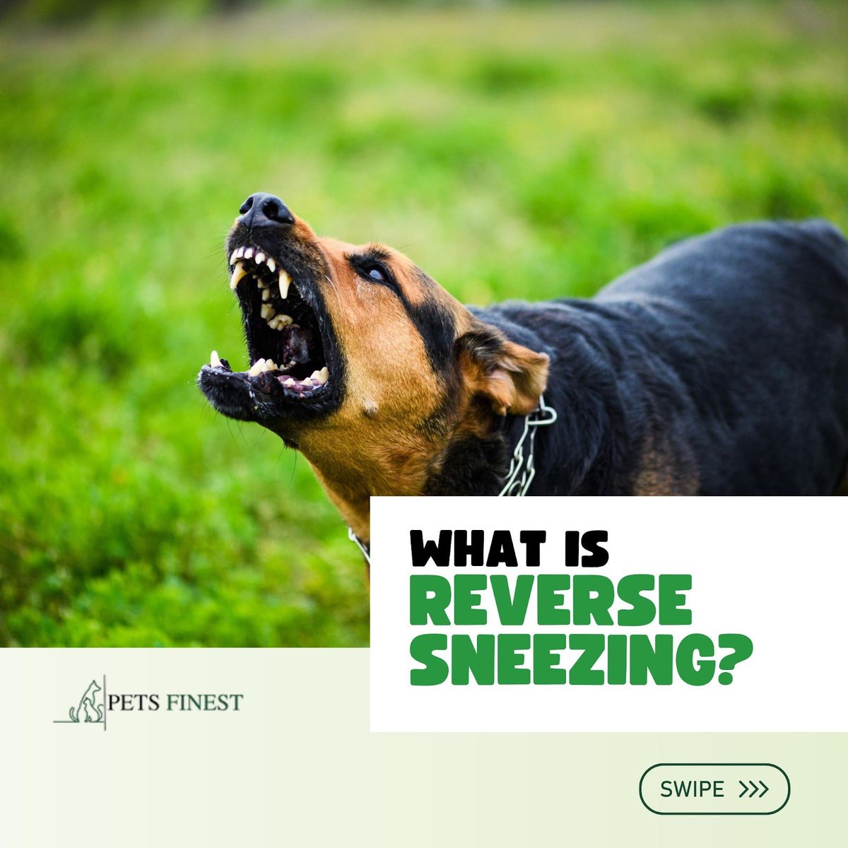 petsfinest's tweet photo. Experiencing what many pet owners call reverse sneezing can be a bit alarming. However, most of the time, this unusual doggy occurrence isn't a cause for alarm, but you should always stay vigilant. 💜🐶

🌐 https://t.co/7eDk4Nyq4K
.
#petsfinest #pets #pet #dogs #petsofinstagram https://t.co/RLJmfzG2TZ