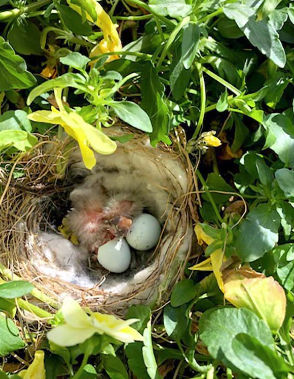 You spot a baby bird on the ground. 👀 What do you do? 

This is fairly common in springtime, when some young birds tumble out of their nests before they can fly. Learn from @utahdwr about what you should and shouldn’t do to help them: bit.ly/3MNHSIP