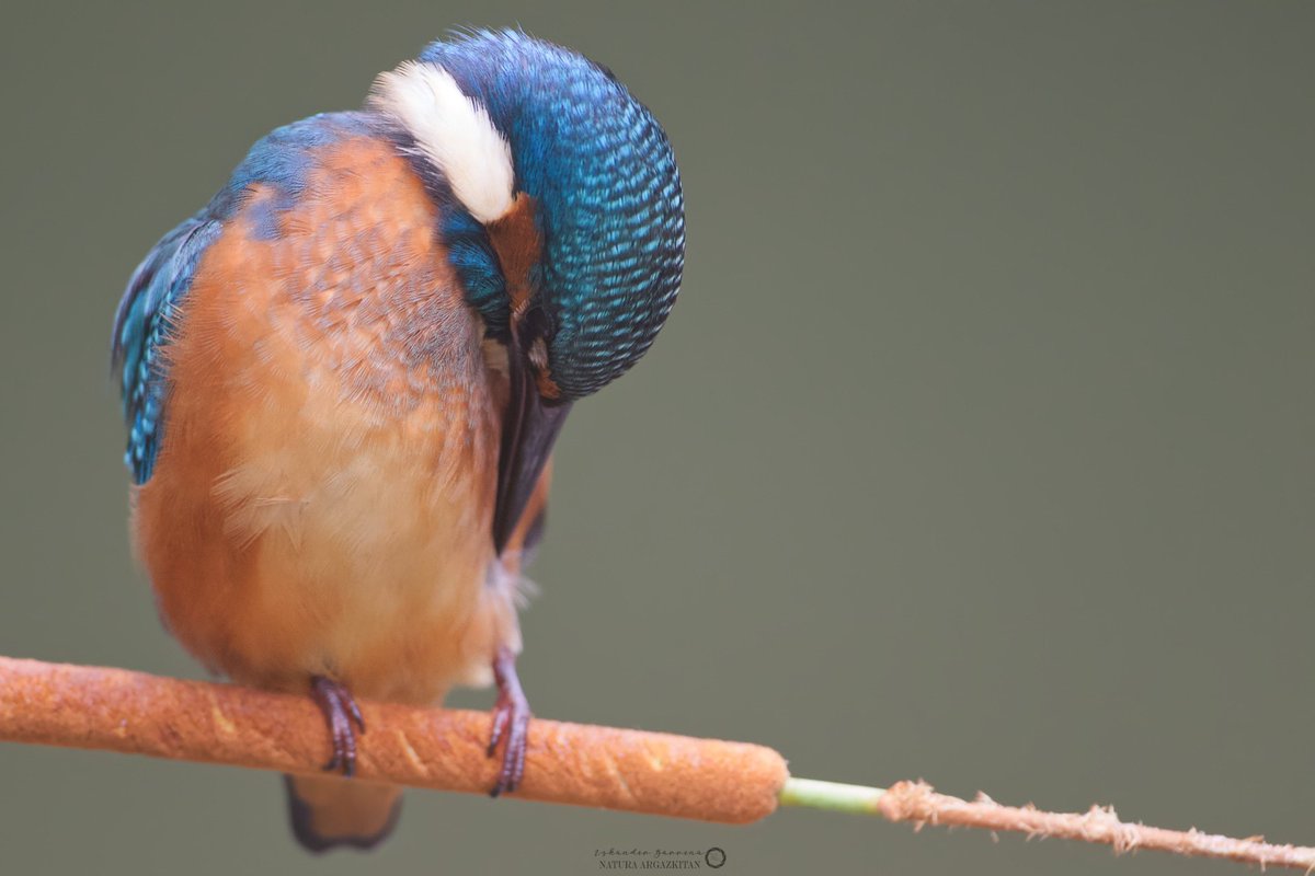 iskanderbarrena's tweet photo. Martin arrantzalea (Alcedo atthis).

#NaturaArgazkitan #feelingthechange #yourshotphotographer #naturephotography #nature #wild #wildlife #euskalherria #euskadi #naturephotoportal #basquecountry https://t.co/4i1SpSN4MC