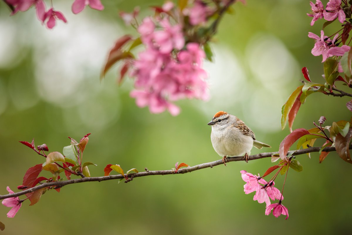 I love the little Chipping Sparrows that are always hanging around my yard. 

Photographed with a Canon 5D Mark IV & 100-400mm f/4.5-5.6L lens.

#nature #springtime #chippingsparrow #wildlife #birdwatching #teamcanon #canonusa