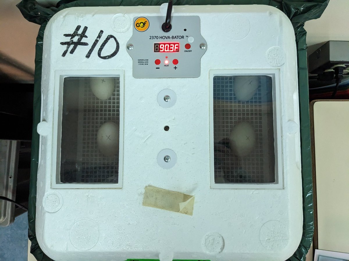 OSGLSteele's tweet photo. Room 16 welcomed 10 new "classmates" today. 28 days until we have little class pets to care for! https://t.co/IzsYAL8Ilh