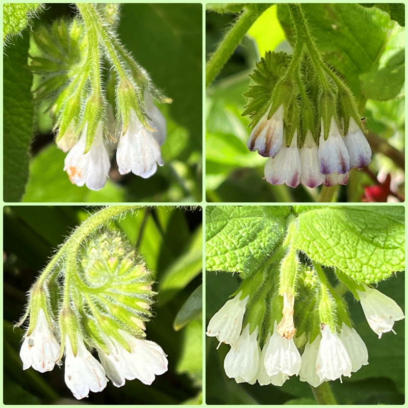 Roger_TL45Y's tweet photo. Return to Hybrid Comfrey (S. x perringianum) today, now in flower: As #Stace4 says "off-white flowers with corolla-tips pale pink turning to pale violet" ✅ & "a deeply divided calyx" ✅ next to the naughty White Comfrey (lower right pic) 😉 https://t.co/XfWjhTlGhx