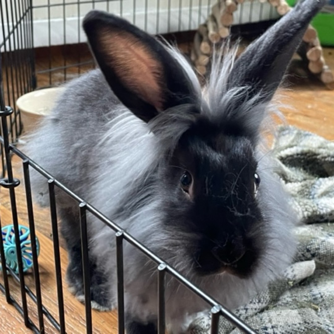 kwsphumane's tweet photo. Cinder &amp; Tink are quite attached to one another in their foster home! How cute are they together? 😍 Why not adopt both of these cute buns so they can play together and be best friends!? 🥰 Share this post so we can find Cinder &amp; Tink a loving home!
Apply:
https://t.co/uleoMJqb2i https://t.co/3wHWGGC7m0