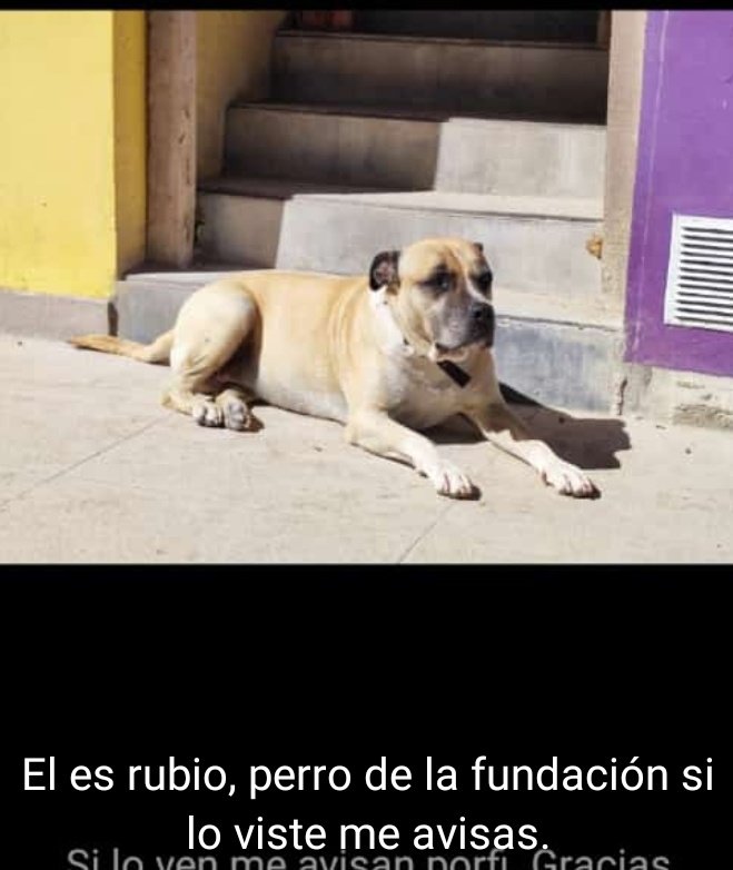 S.O.S Barrio de la Isla Maciel. Se perdió el perro comunitario.