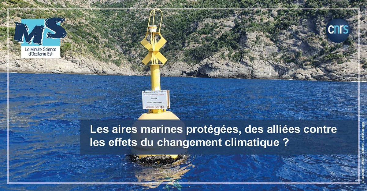 CNRS_OccitaniE's tweet image. 🌊  #MinuteScience | Comment les aires marines protégées aident-elles à lutter contre les effets du réchauffement climatique ? 

➡️  buff.ly/3nxyRsA 
 
@criobe_pf @CNRS @upvd1 @EPHE_PSL