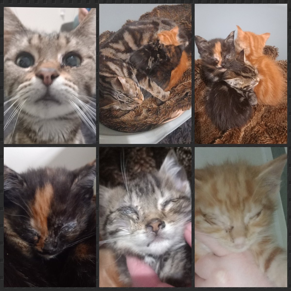 LauraWi22875475's tweet photo. Fostering these cuties 😍 have made a wishlist if anyone would like to support ❤️ thank you https://t.co/CnL8BvJtYa https://t.co/whU8S580pQ